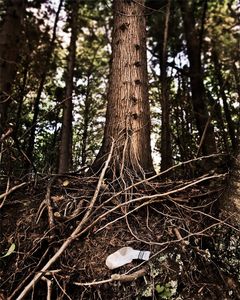Lost Sock   © Seán Duggan