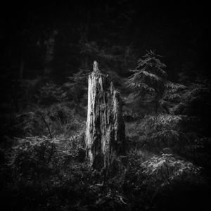 Norwegian Forest Mysteries