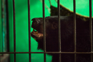 An adult moon bear is fed at Free The Bears’ compound in Phnom Tamao Wildlife Rescue Center.