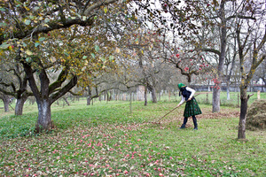 Raking in the Apple Orchard