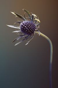 Metamorphosis_8