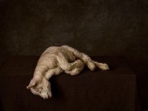 Lamb on a Table