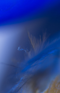 Pegasus