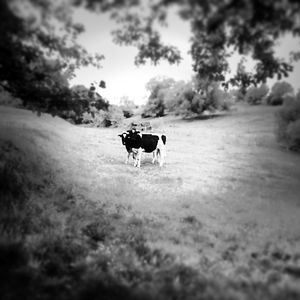 Curious Cows © Jürgen Novotny (Germany 2014)
