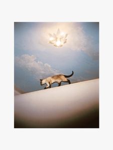 Siamese cat
