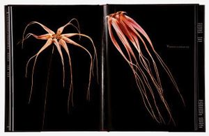 Spread 153,  Cirrhopetalum Orchid (Cirrhopetalum Elizabeth Ann‘Buckleberry’) From the book, joSon Intimate Portraits of Nature