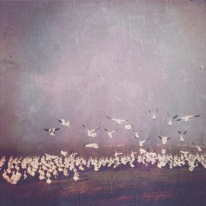 Snohomish Snow Geese
