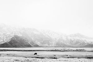 Snow Field Variation