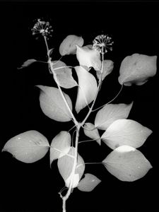 Hedera helix (European Ivy) September 2016