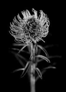 Protea