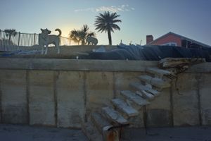 Dogs at Dusk