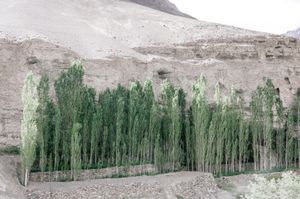 SUDDEN GREEN