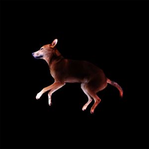 Dog to eat in South Korea