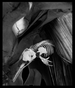 Nature Morte 12