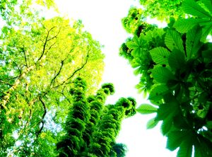 Trees 6