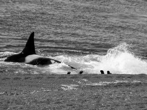 Orcas