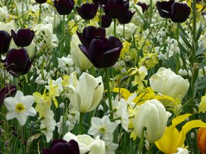 The Tulip, Composition I