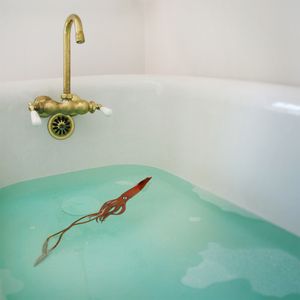Domestic Kraken © Doris Mitsch