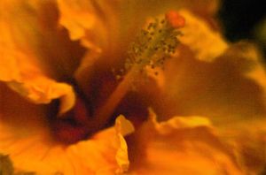 © Wendi Schneider "Orange Hibiscus"