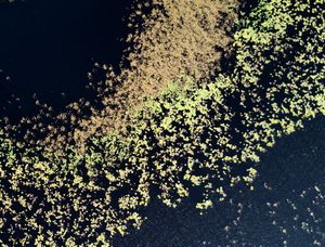 Water plants