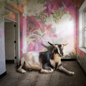Mrs. Goat
