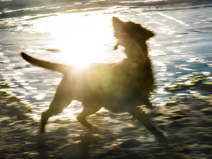 Untitled from the series DOG PARK