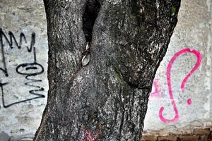 Looking for an Ahuehuete - A Part-time Mexican Photographs the Capital