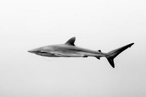 Silkie shark with hook