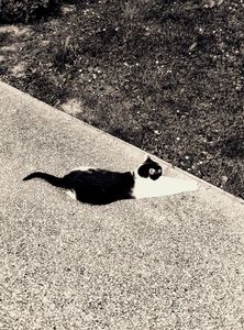 Stray Cats_18