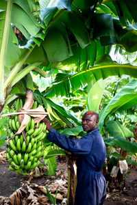 Banana Plantation