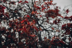 bokeh leave