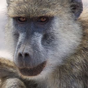 Yellow Baboon