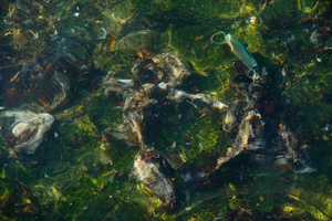 Single-use plastics, the food of the future