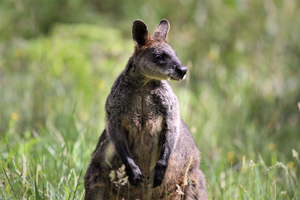 Wallaby in the meadow.