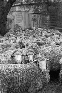 Staring at ewe.