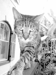Hemingway House's Tiger