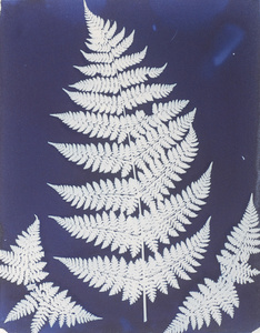 Ostrich Fern