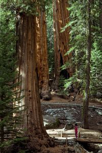 Giant Sequoias Fores in California, USA