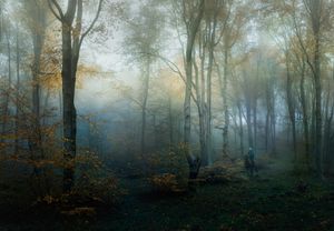 The Forester