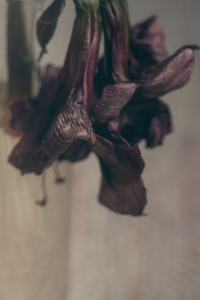 untitled from the series "Waiting for the Awakening"