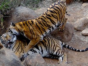Tiger making the move