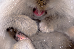 Snow Monkey 01