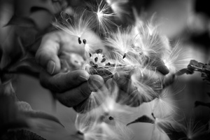 Milkweed