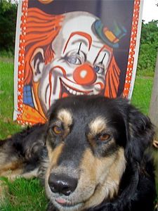 "Ansicht eines echten Clowns" "View of a true Clown"