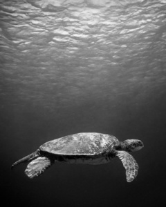 Honu Cruising