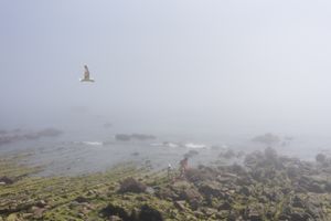 Fog 8