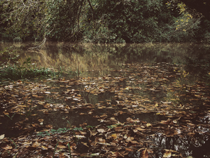 Into the marsh - 11