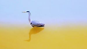 Gray Heron