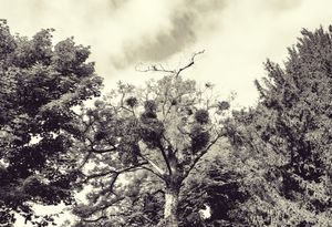 Trees 17