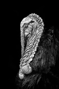 Retrato de un Pavo